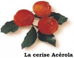 Vignette de Vitamine C naturelle vs synthétique : ce que personne ne vous explique vraiment